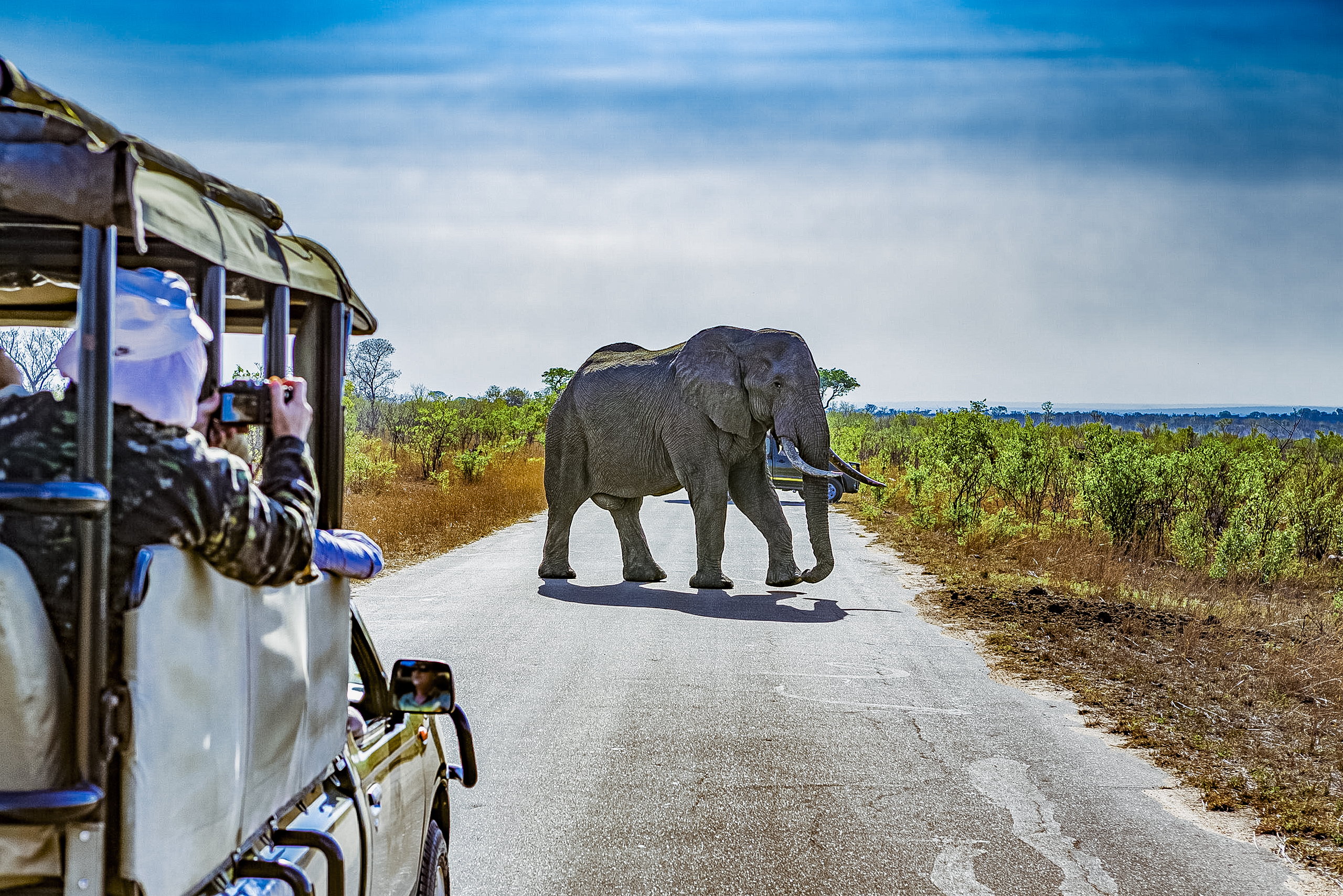Olifant nationaal park Zuid-Afrika